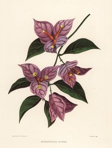 Lille bougainvillea eller papirblomst, Bougainvillea glabra (Bougainvillia glabra)